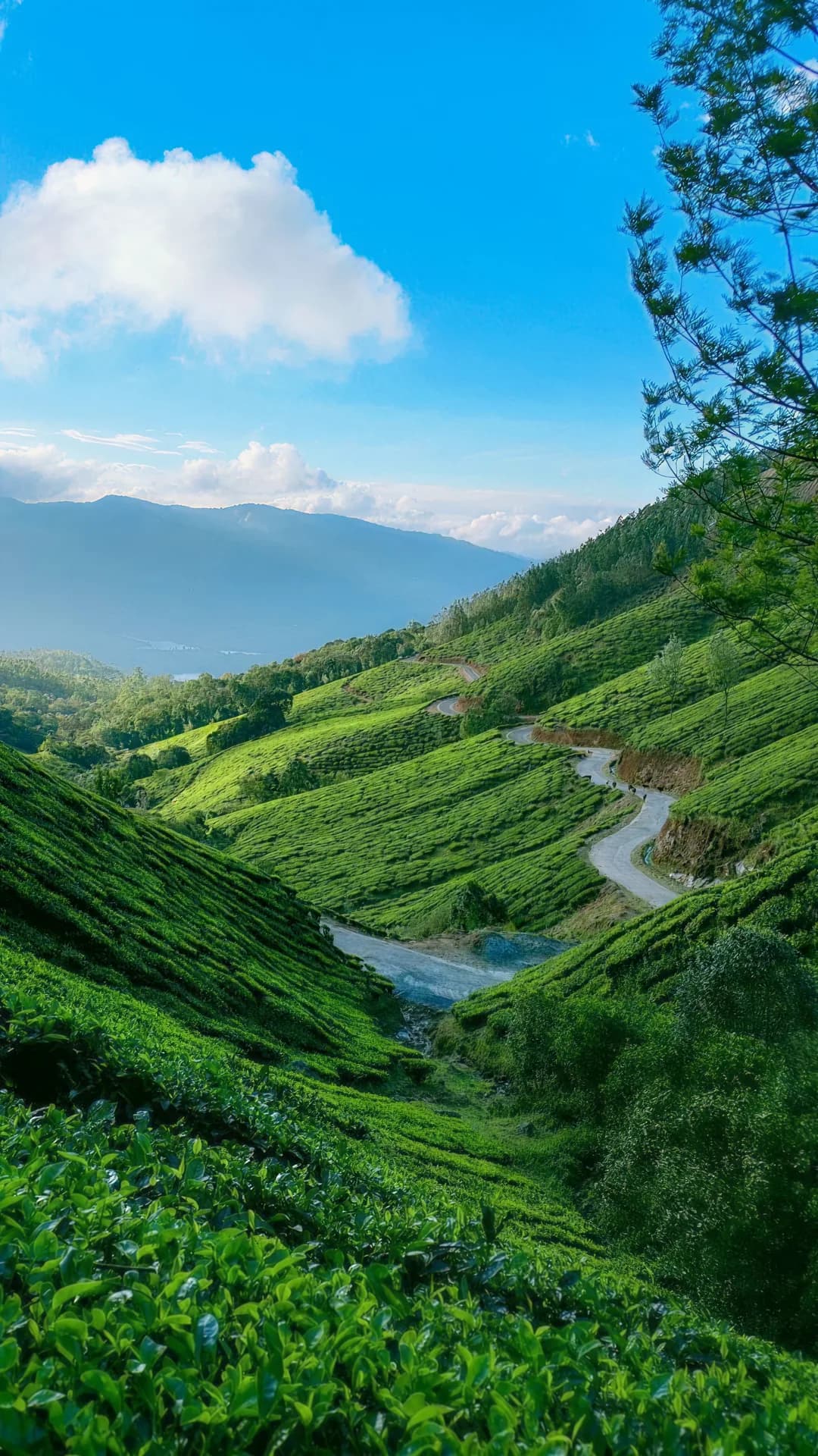 Aerial view of a green tea plantation at sunrise